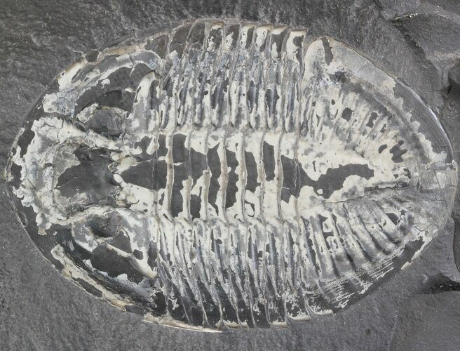 Pseudogygites Trilobite - Ontario #42798
